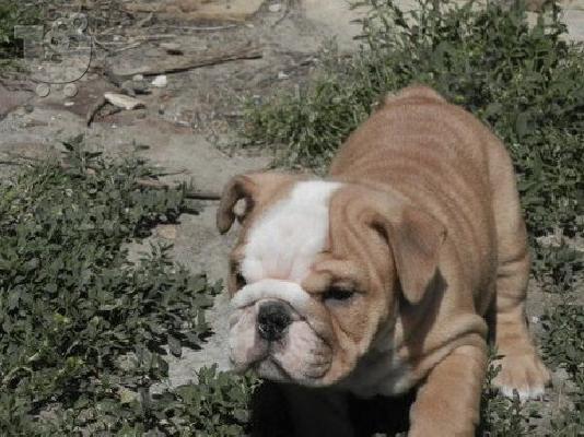 Δύο Χαριτωμένο αγγλικά μπουλντόγκ κουτάβια προς πώληση...